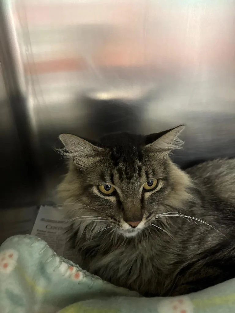 A young small-sized male Domestic Long Hair cat named Stixx for adoption in Belton, TX