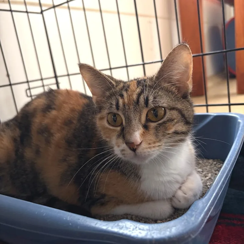 An adult medium-sized female Torbie Domestic Short Hair cat named Kimiko for adoption in Deerfield, IL