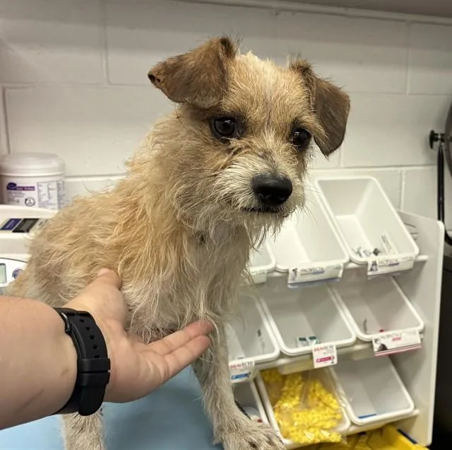An adult small-sized male Parson Russell Terrier dog named Paco for adoption in Mesa, AZ