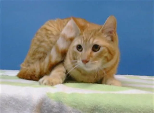 A young small-sized female Domestic Short Hair cat named Pizza Crust for adoption in Gardena, CA