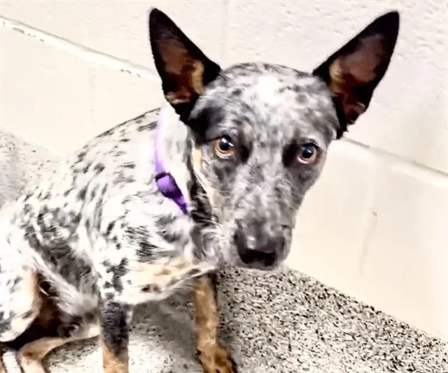 An adult medium-sized male Australian Cattle Dog / Blue Heeler dog named Oakley for adoption in Houston, TX
