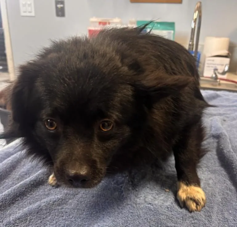 An adult small-sized male Pomeranian dog named A for adoption in Olivehurst, CA