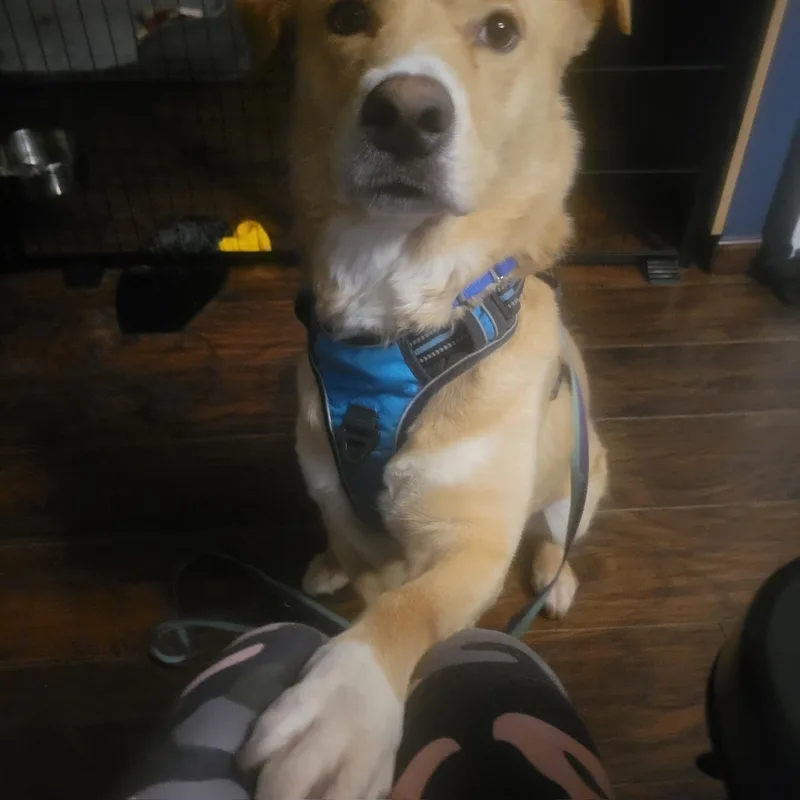An adult medium-sized male White / Cream Mixed Breed dog named Mr Cooper for adoption in Vassalboro, ME