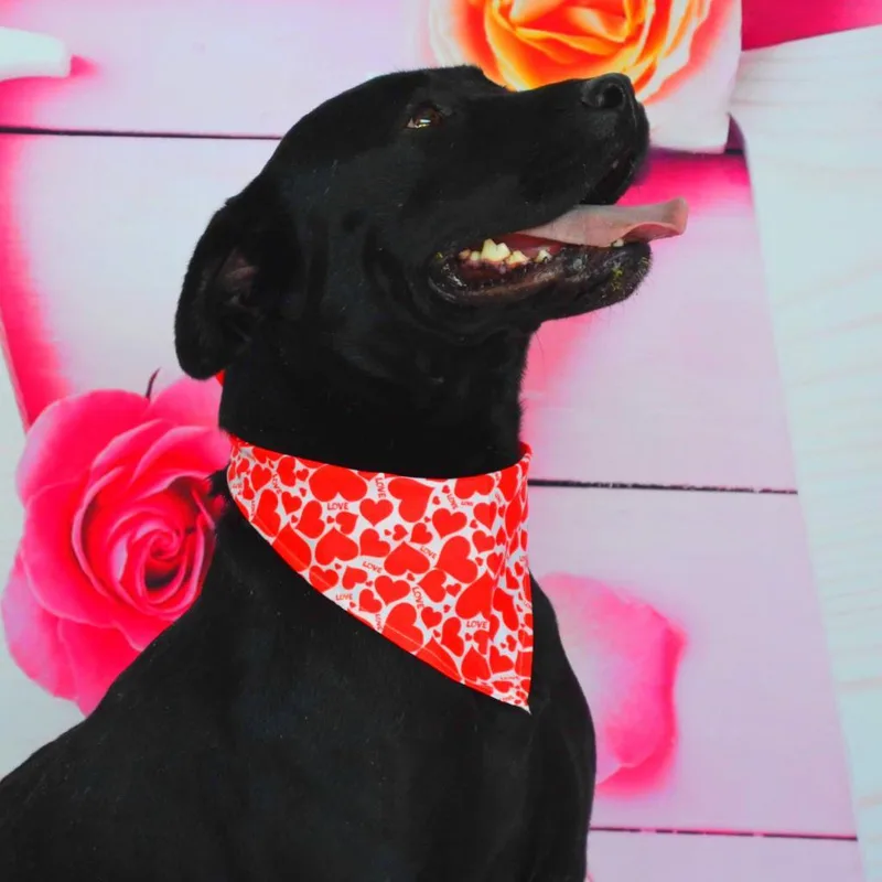 Evan Aka Quint Jum thumbnail 2