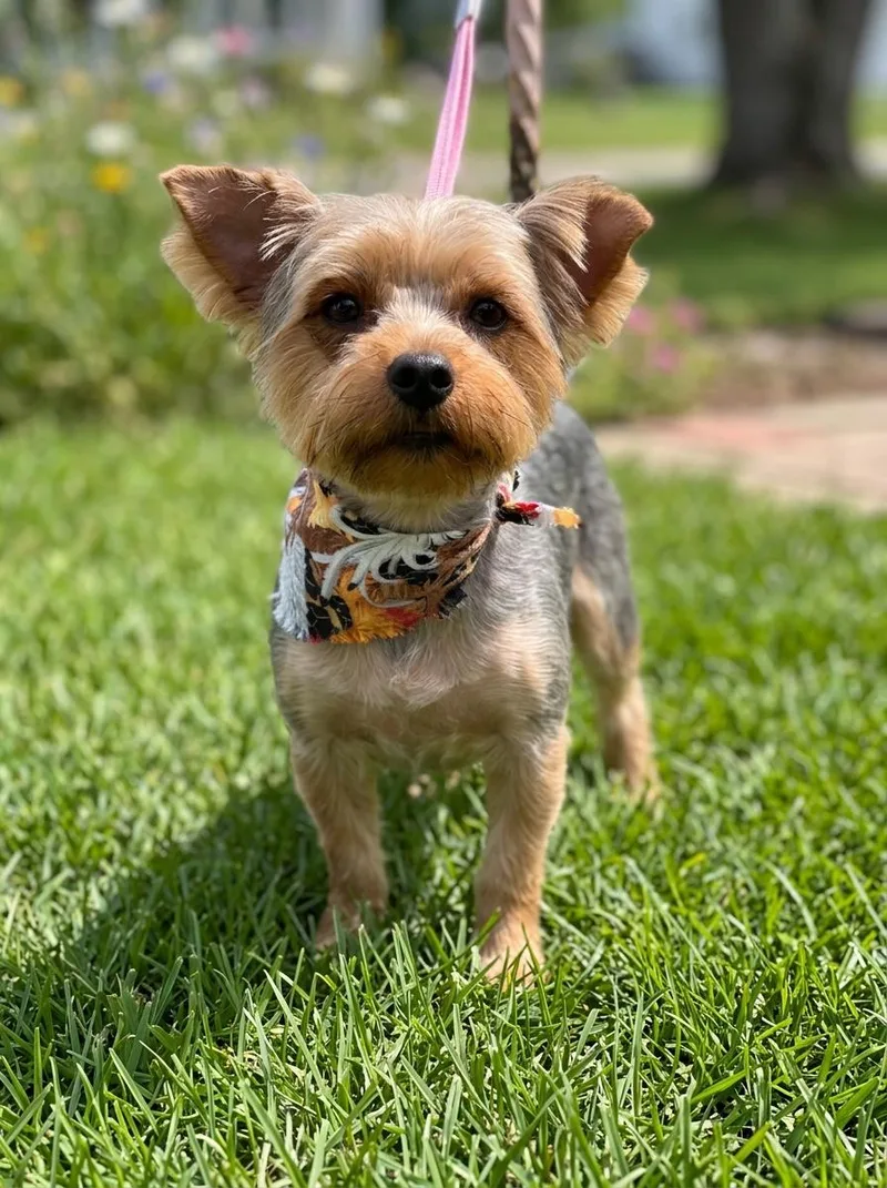 An adult small-sized male Bicolor Yorkshire Terrier dog named GIZMO...sweet loving  Velcro for adoption in Cantonment, FL
