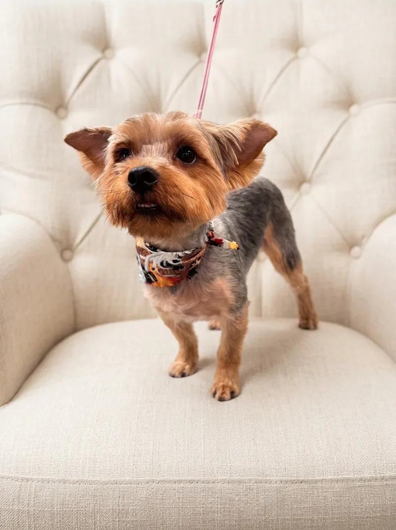 GIZMO...sweet loving  Velcro thumbnail 2
