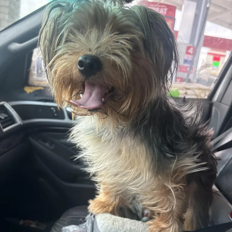 GIZMO...sweet loving  Velcro thumbnail 4