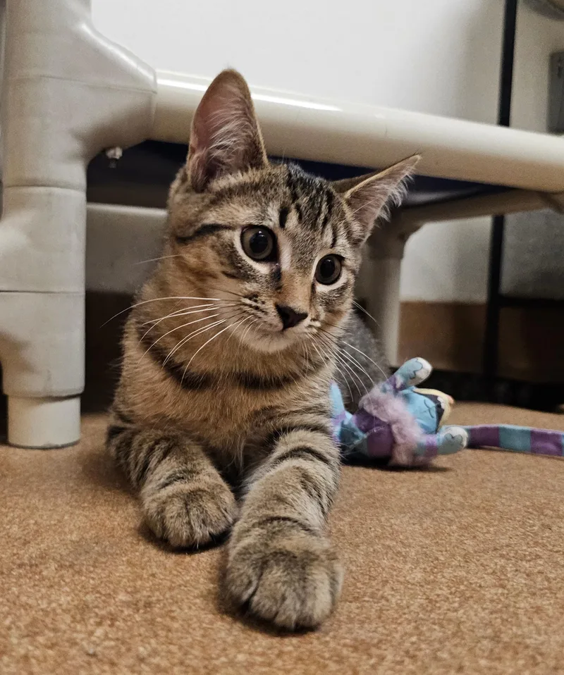 A baby small-sized male Domestic Short Hair cat named Ross for adoption in Norwalk, CT