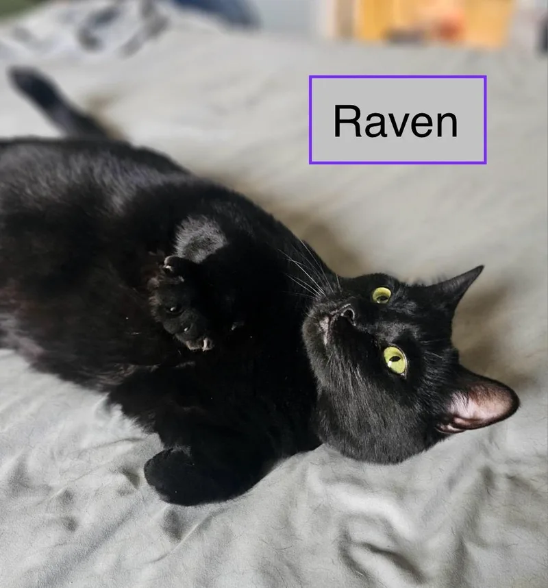 Raven  Female 