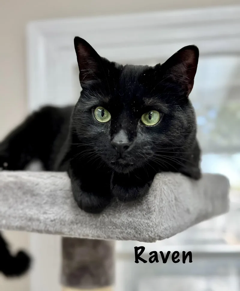Raven  Female  thumbnail 3