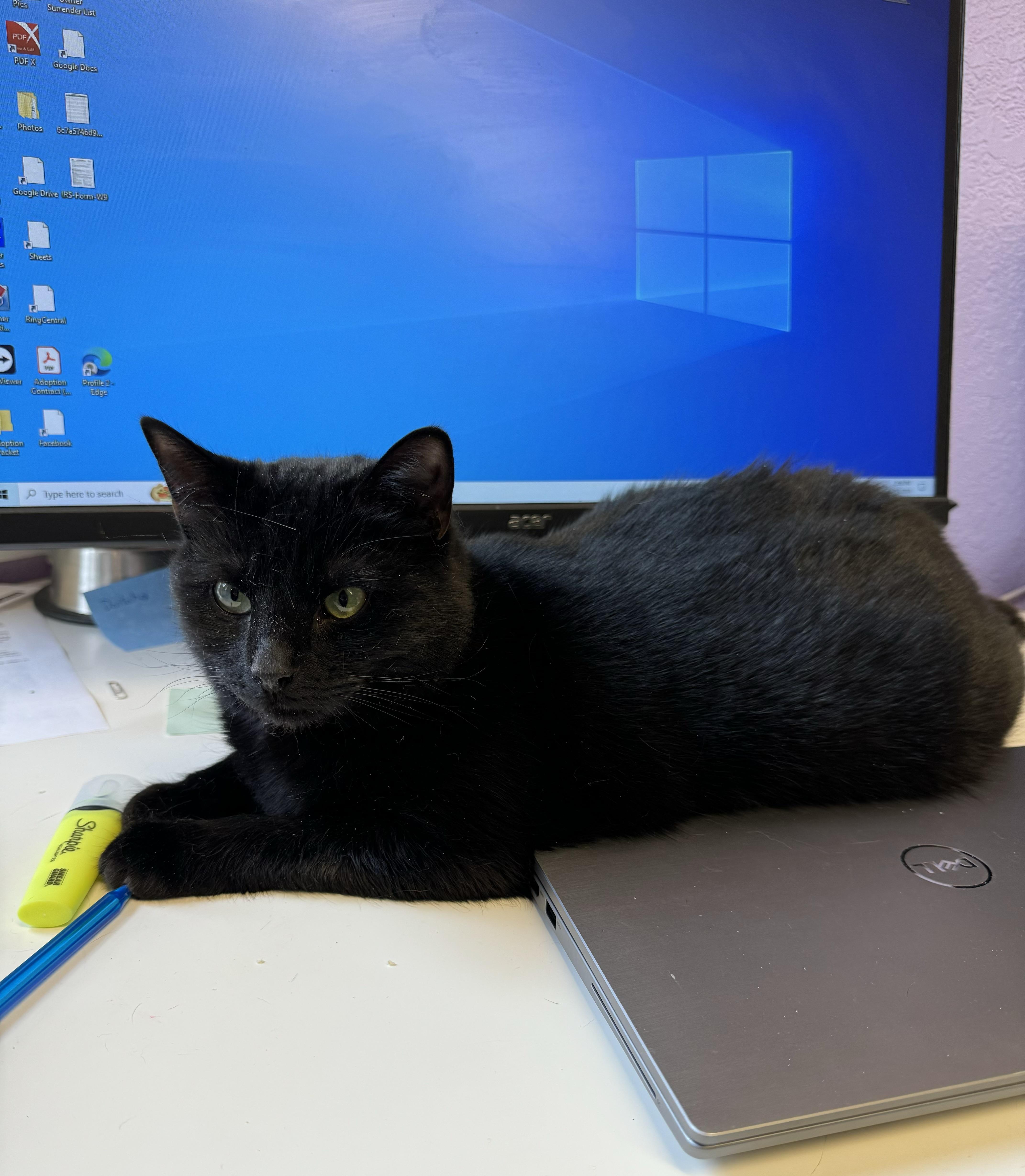 Raven  Female  thumbnail 4