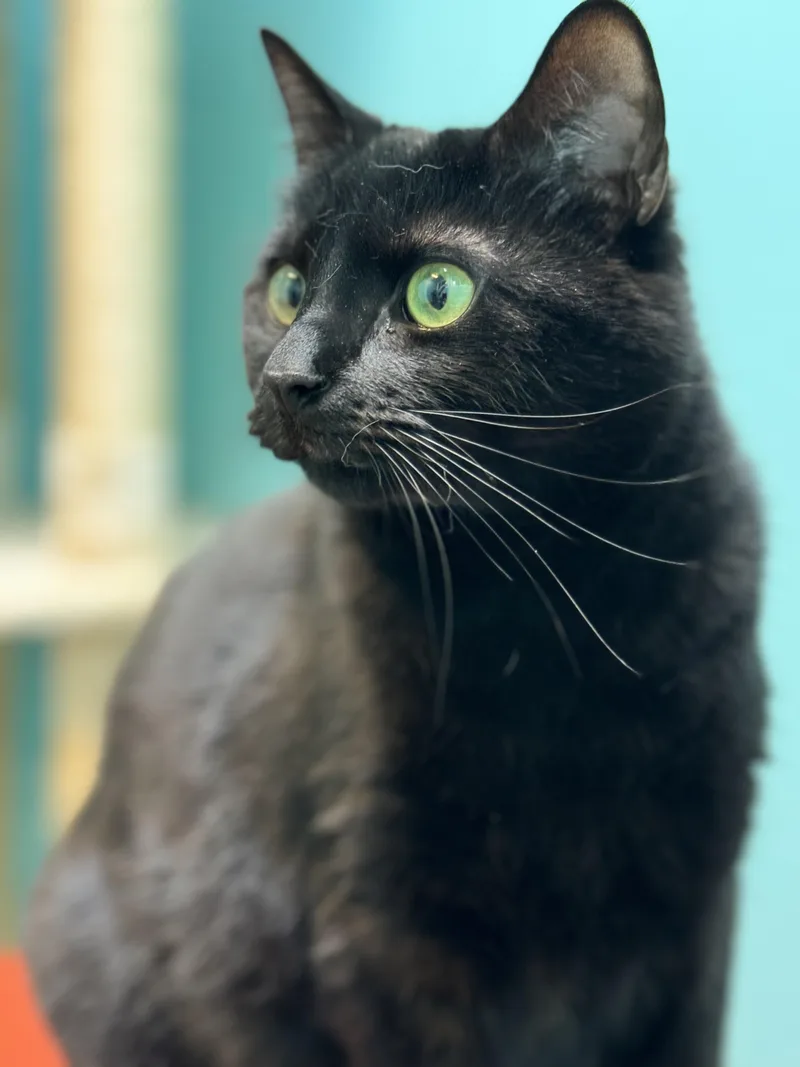 Raven  Female  thumbnail 6