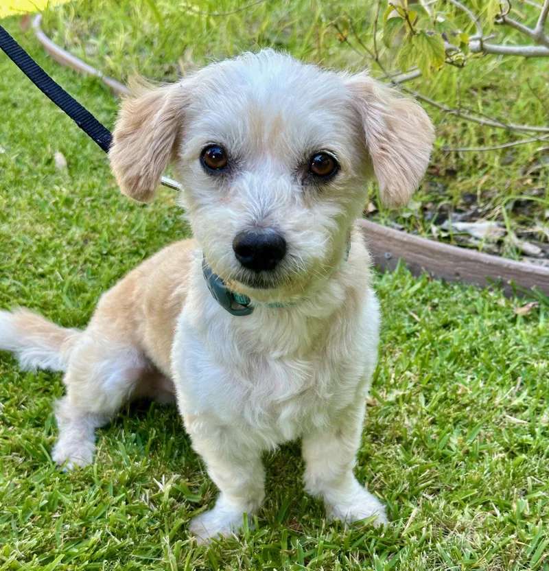 A young small-sized male Maltese dog named Sandal for adoption in Palo Alto, CA