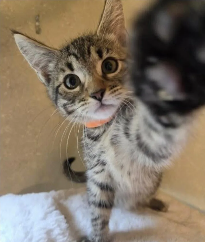 A baby medium-sized male Tabby (Brown / Chocolate) Domestic Short Hair cat named Amber for adoption in Eugene, OR