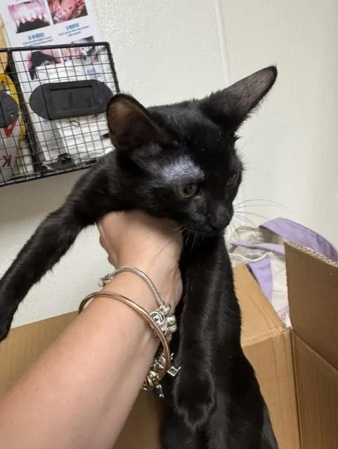 A baby small-sized female Domestic Short Hair cat named Shayla for adoption in Bakersfield, CA