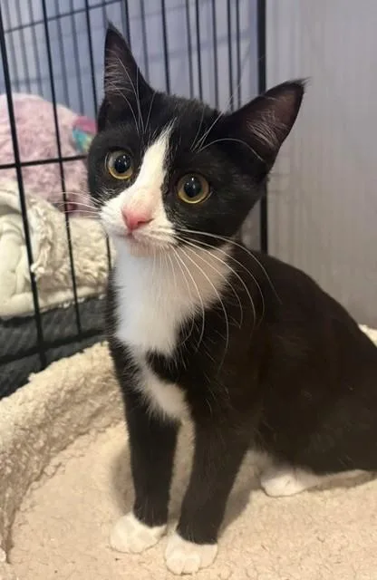 A baby medium-sized female Black & White / Tuxedo Domestic Short Hair cat named Griddle for adoption in Little Falls, NJ