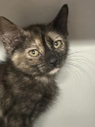 A baby medium-sized female Domestic Short Hair cat named Amore for adoption in Picayune, MS