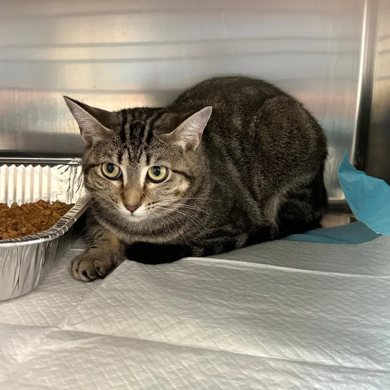 A young medium-sized female Brown / Chocolate Domestic Short Hair cat named Delaney for adoption in Tulsa, OK
