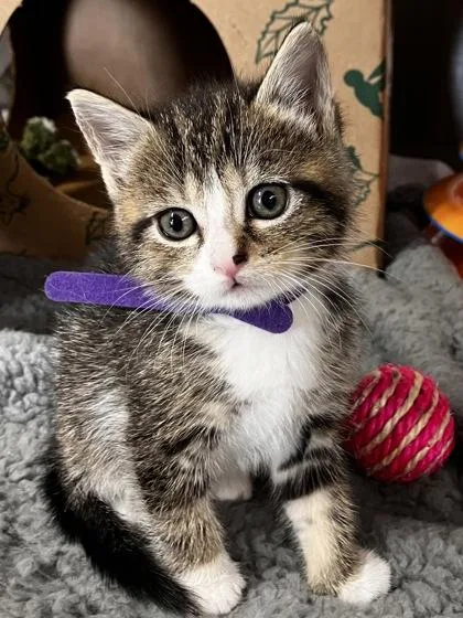 A baby small-sized female Domestic Short Hair cat named Butterfly for adoption in West Chester, PA
