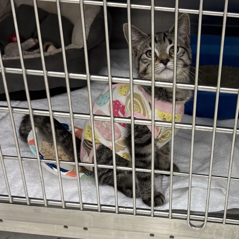 A baby small-sized female Brown / Chocolate Domestic Short Hair cat named Bubbie for adoption in Hamburg, NY