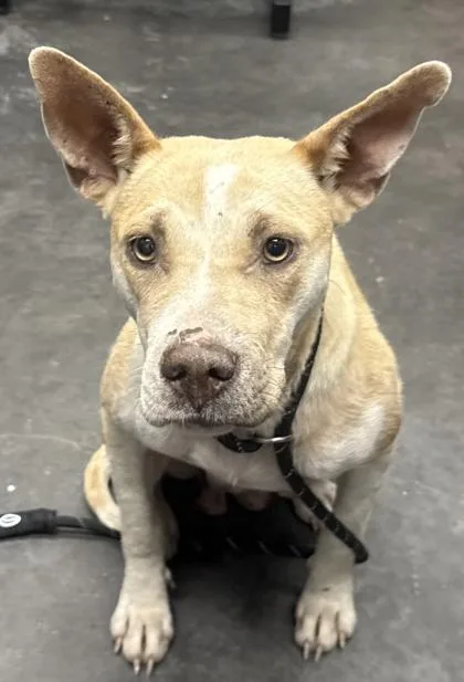 An adult medium-sized female American Staffordshire Terrier dog named B Athena for adoption in North Charleston, SC
