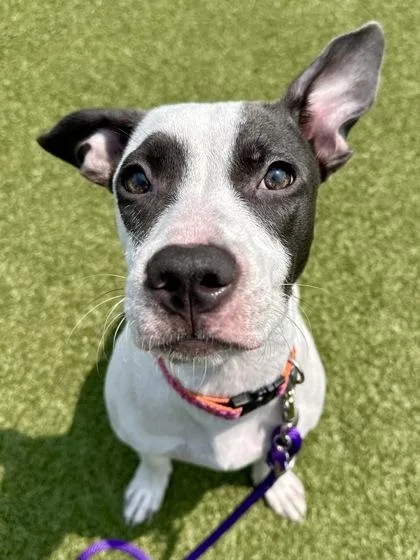 An adult medium-sized female White / Cream Mixed Breed dog named Piccolo for adoption in Wichita, KS