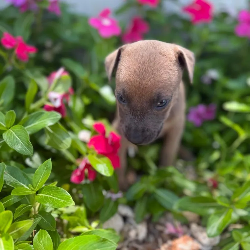 A baby medium-sized female Mixed Breed dog named Niamh for adoption in Pearsall, TX