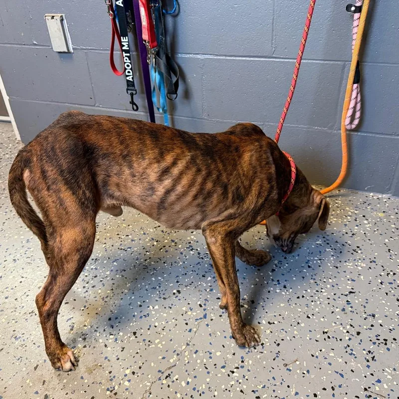 A young medium-sized male Brindle Pit Bull Terrier dog named Marcus for adoption in Tuscaloosa, AL