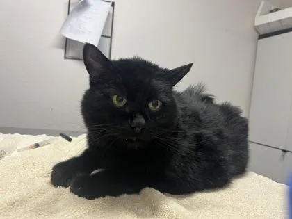 A senior medium-sized male Black Domestic Long Hair cat named Midnight for adoption in Sacramento, CA