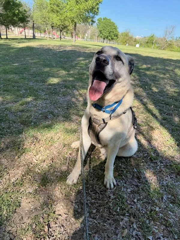 An adult large-sized male Apricot / Beige German Shepherd Dog dog named Hunter for adoption in Corsicana, TX