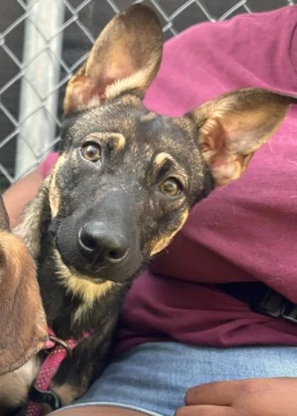 A baby small-sized female Mixed Breed dog named Bunny for adoption in Traverse City, MI