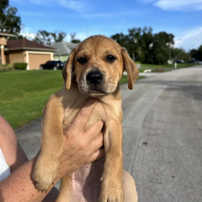 Basil
