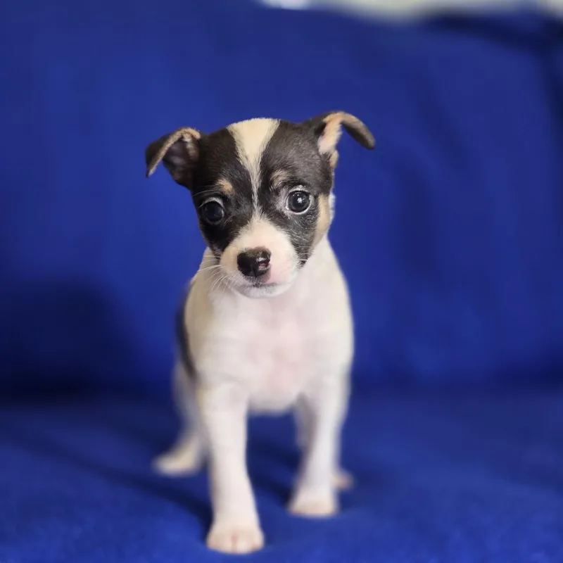A baby small-sized male Black Rat Terrier dog named Tank for adoption in Mansfield, TX