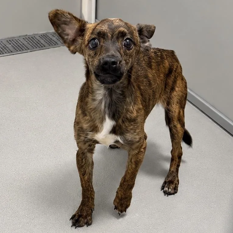 A young medium-sized male Brindle Mixed Breed dog named Alfie for adoption in Fredericksburg, TX
