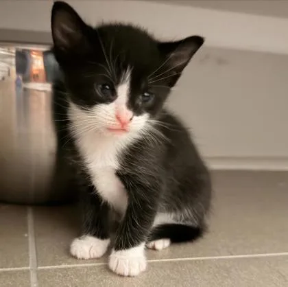 A baby small-sized female Domestic Short Hair cat named Bistro for adoption in Chamblee, GA