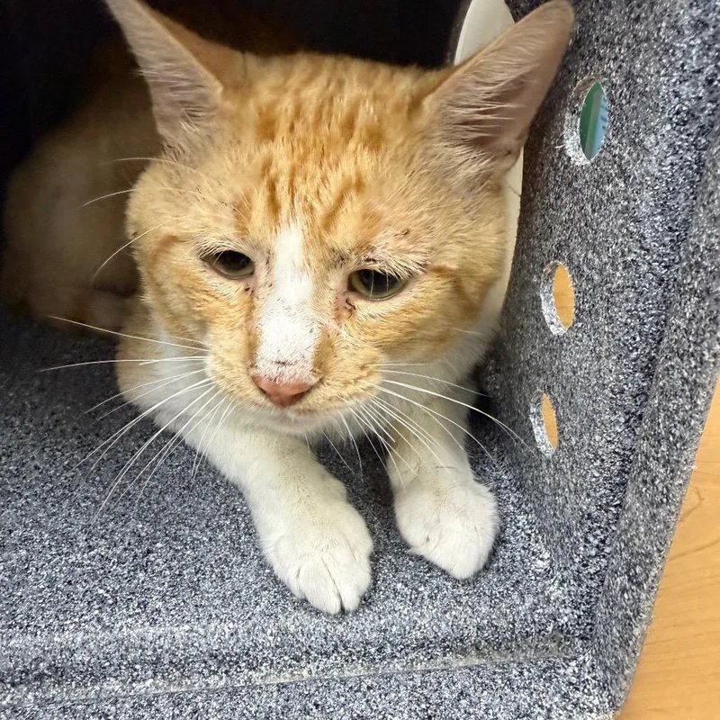 An adult large-sized male Orange / Red Domestic Short Hair cat named Thomas O' Malley for adoption in Galveston, TX