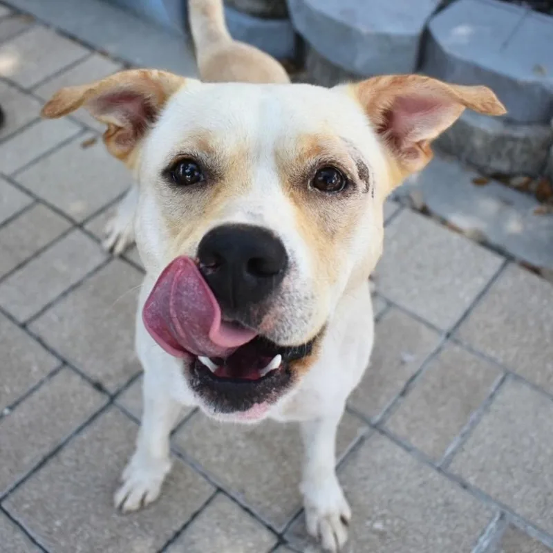 A young medium-sized male Pit Bull Terrier dog named Andy for adoption in Saint Petersburg, FL