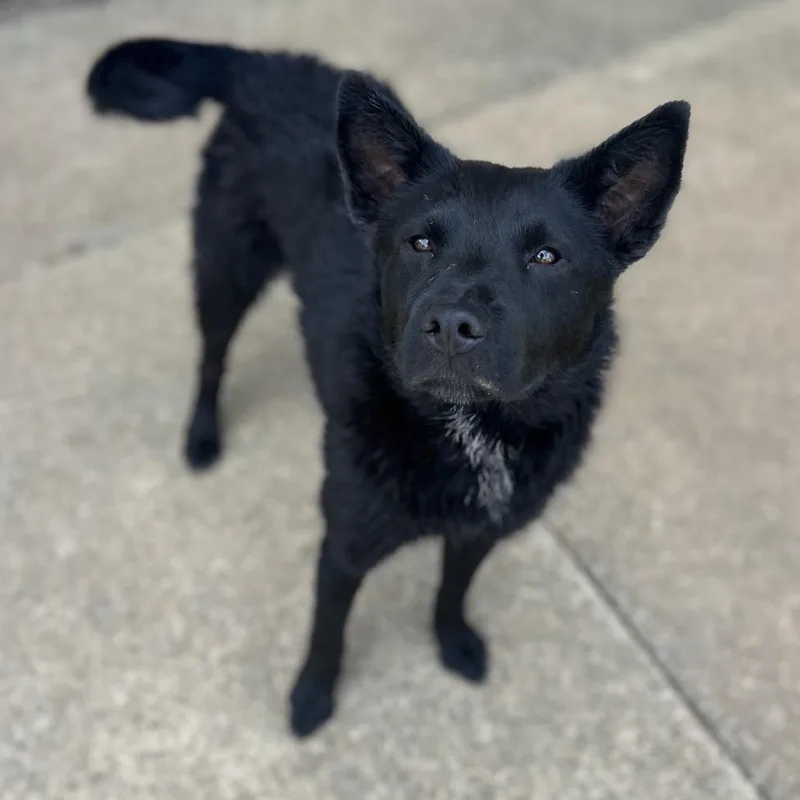 An adult medium-sized male Black Shepherd dog named Outlaw for adoption in Brownsboro, AL