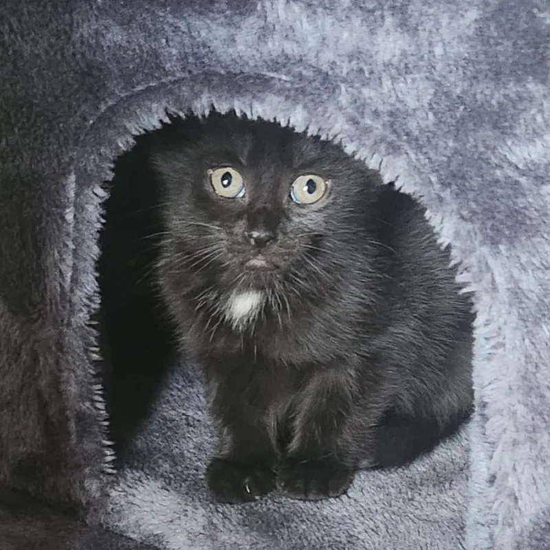 A baby small-sized female Black Domestic Short Hair cat named Shoe monkey for adoption in Oceanside, NY