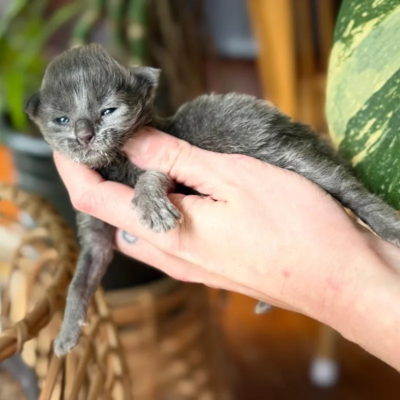 Praline thumbnail 2