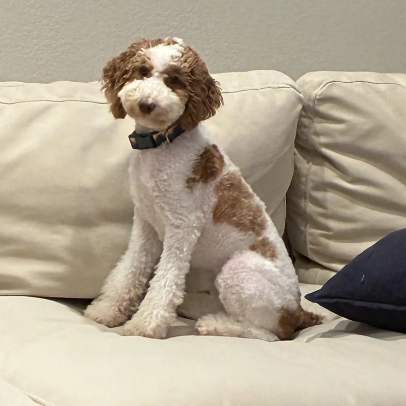 A baby small-sized female Apricot / Beige Poodle dog named Maple for adoption in San Diego, CA