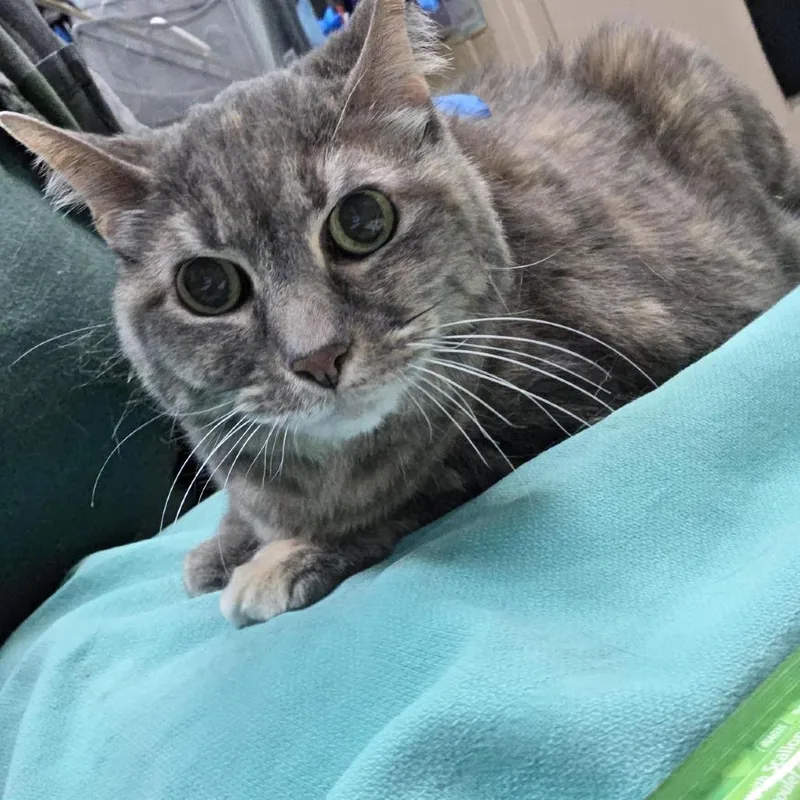 A senior medium-sized female Gray / Blue / Silver Domestic Short Hair cat named Misty for adoption in Tacoma, WA