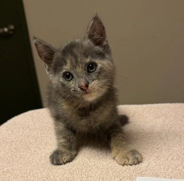 A baby small-sized female Domestic Short Hair cat named Cordelia for adoption in Oakland, CA