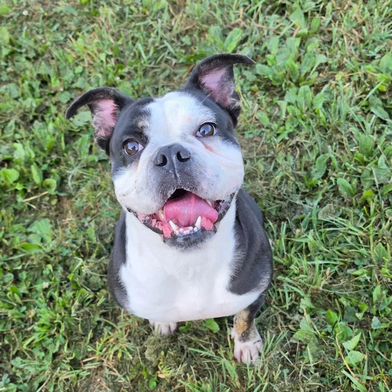 Bella