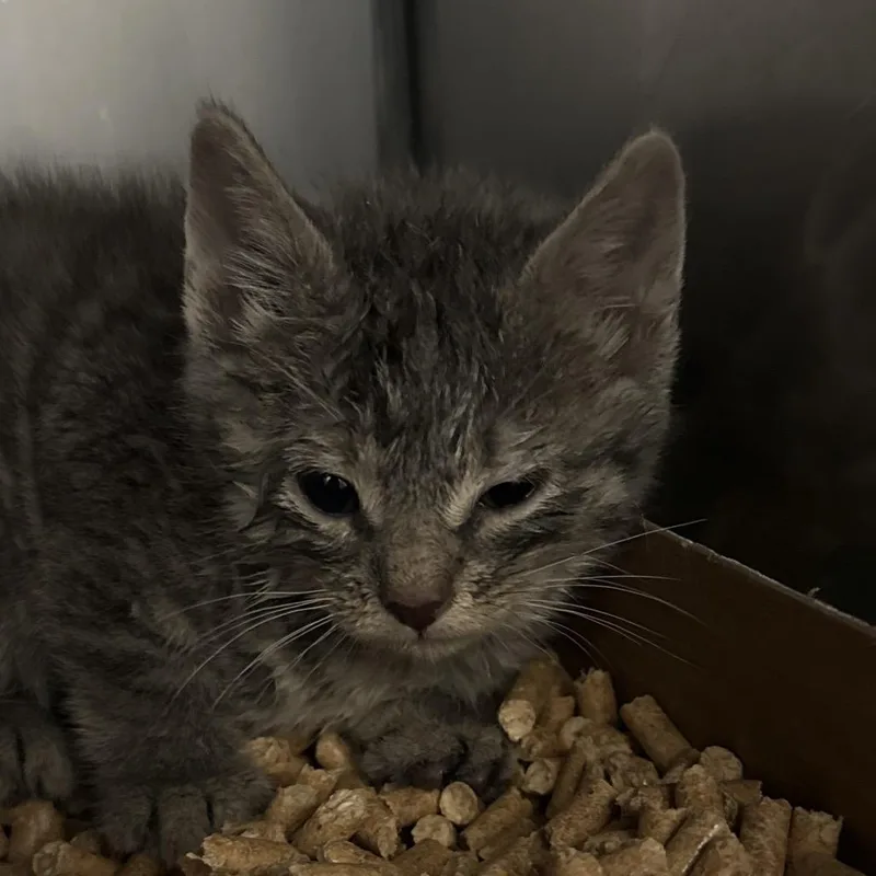 A baby small-sized male Gray / Blue / Silver Domestic Short Hair cat named Deep Fried Twinkie for adoption in Troy, VA