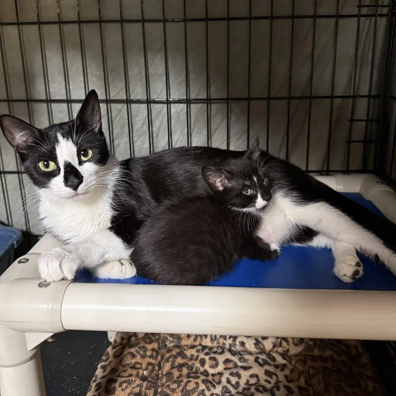 A young medium-sized female Black & White / Tuxedo Domestic Short Hair cat named Lala for adoption in Weehawken, NJ