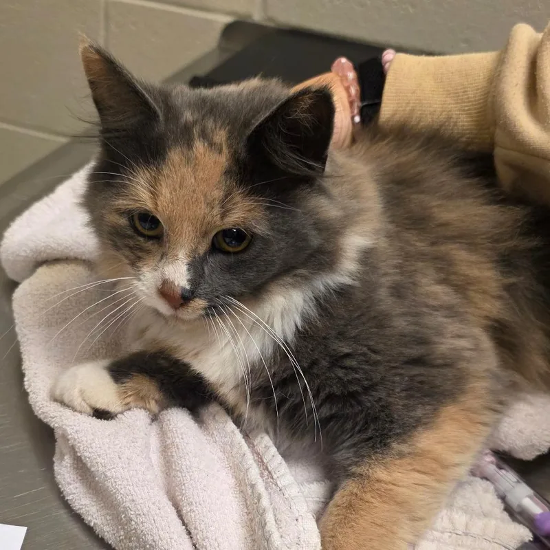 A young medium-sized female Calico Domestic Medium Hair cat named Elvira for adoption in Bristol, IN