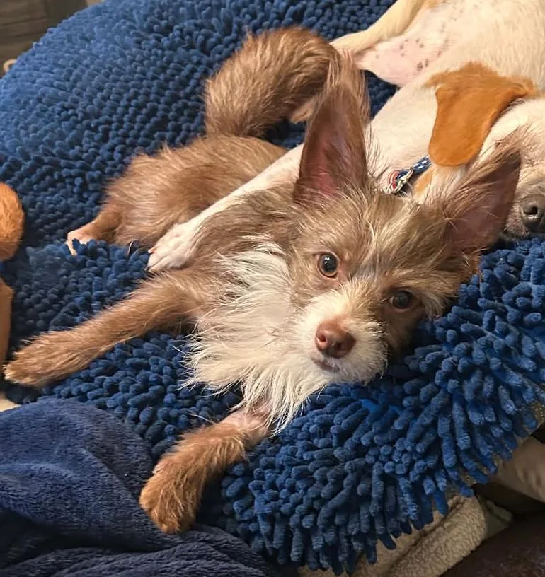 A young small-sized male Terrier dog named Pickle for adoption in Osteen, FL