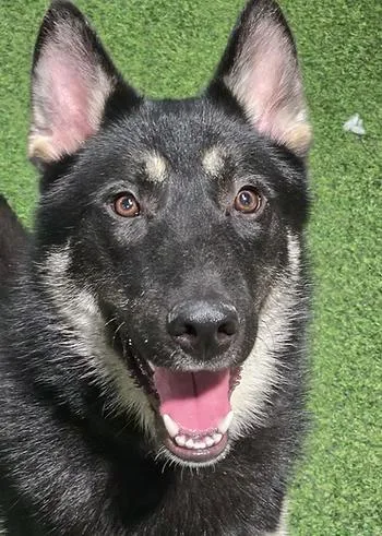 A young large-sized male German Shepherd Dog dog named Moon Star for adoption in Racine, WI