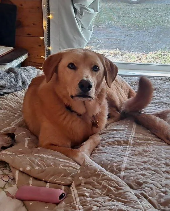 An adult large-sized male Golden Retriever dog named Tom for adoption in Van Alstyne, TX